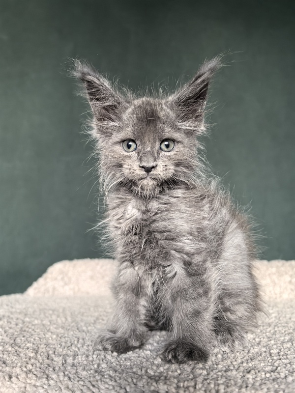 Rose Mary Akbars - Kitten maine-coon 1 month 1 week