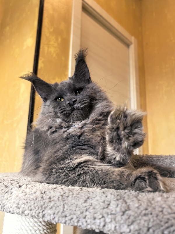 Rose Mary Akbars - Kitten maine-coon 5 months 1 week