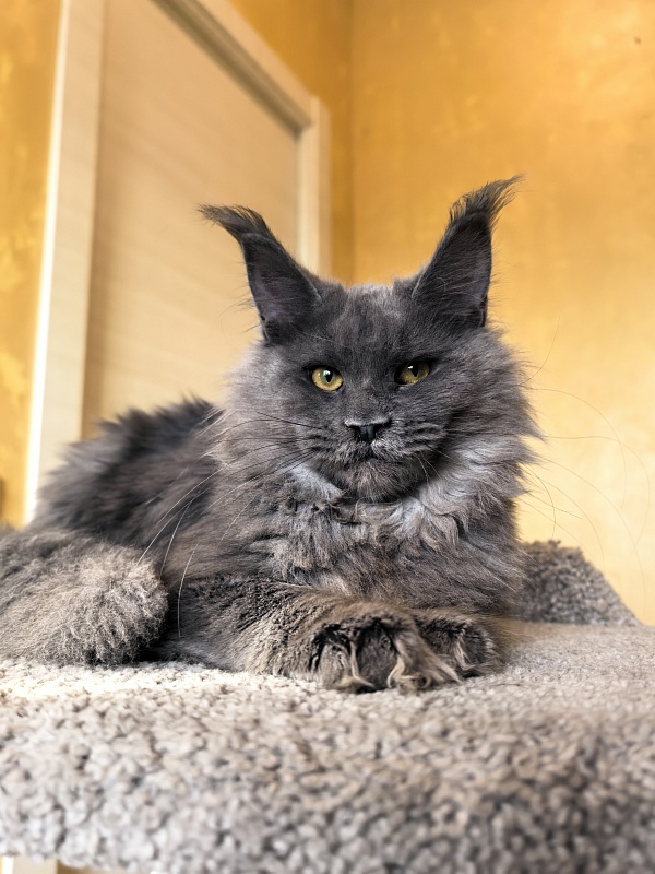 Rose Mary Akbars - Kitten maine-coon 5 months 1 week