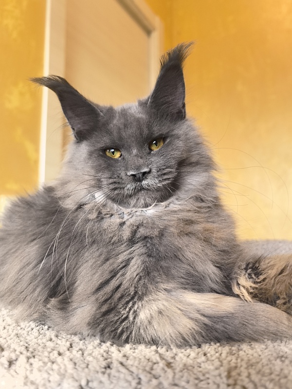 Rose Mary Akbars - Kitten maine-coon 5 months 1 week