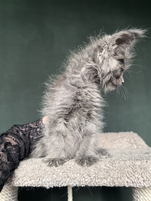 Rose Mary Akbars - Kitten maine-coon 1 month 1 week