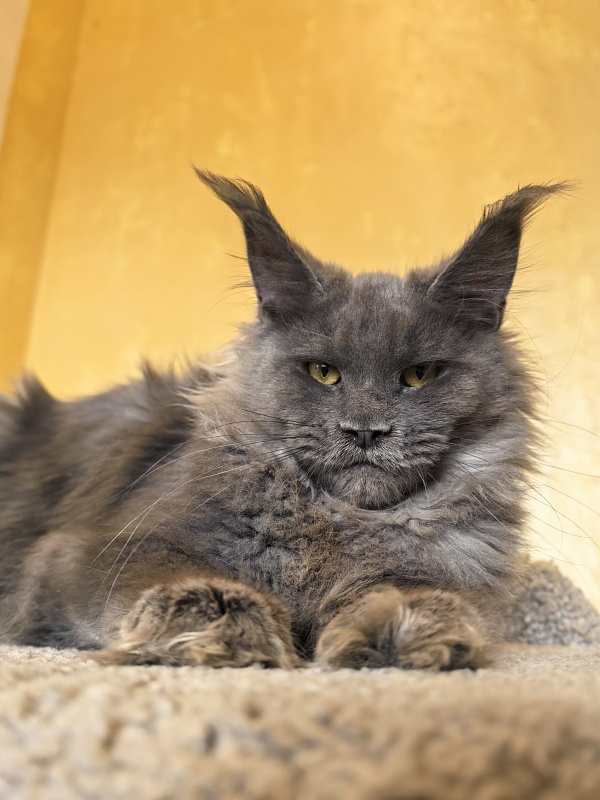 Rose Mary Akbars - Kitten maine-coon 5 months 1 week