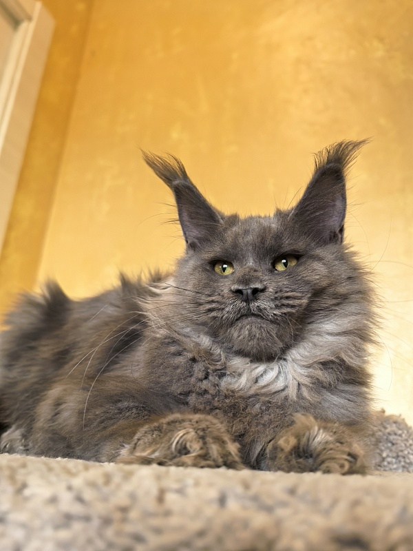 Rose Mary Akbars - Kitten maine-coon 5 months 1 week