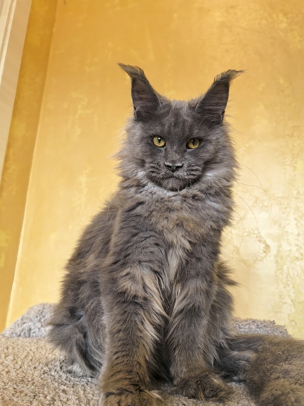 Rose Mary Akbars - Kitten maine-coon 5 months 1 week