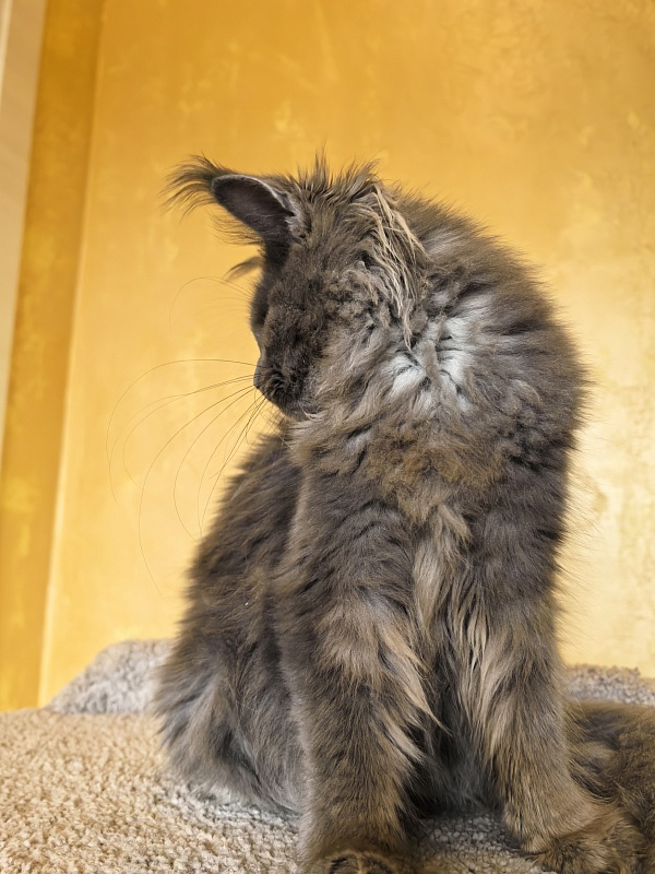 Rose Mary Akbars - Kitten maine-coon 5 months 1 week