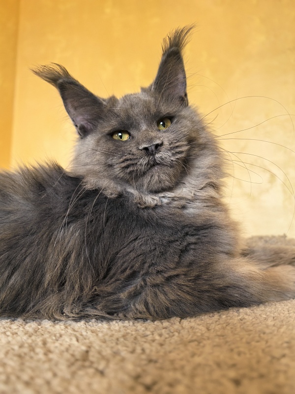 Rose Mary Akbars - Kitten maine-coon 5 months 1 week