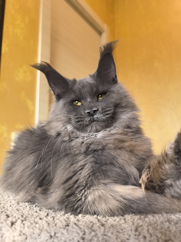 Rose Mary Akbars - Kitten maine-coon 5 months 1 week