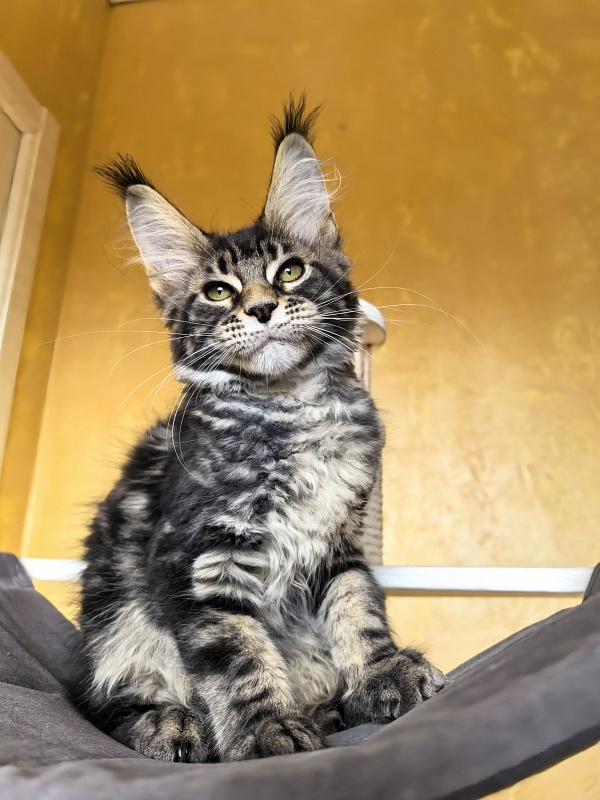 Sun Oscar  Akbars - Kitten maine-coon 2 months 3 weeks