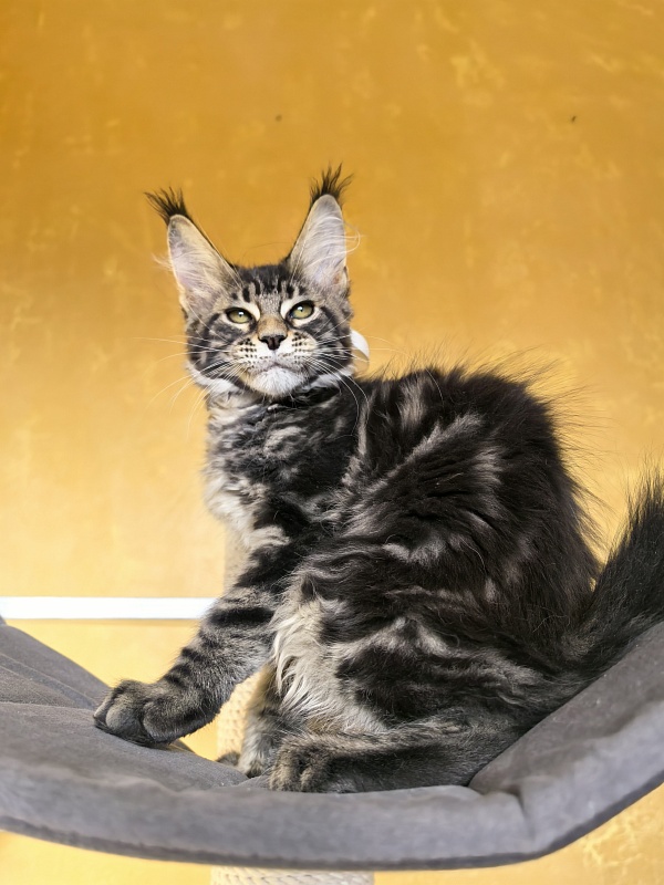 Sun Oscar  Akbars - Kitten maine-coon 2 months 3 weeks