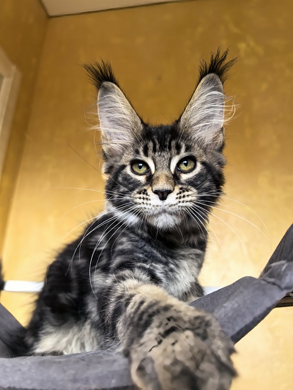 Sun Oscar  Akbars - Kitten maine-coon 2 months 3 weeks