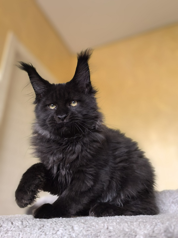 Stas Akbars - Kitten maine-coon 3 months 3 weeks