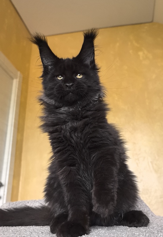 Stas Akbars - Kitten maine-coon 3 months 3 weeks