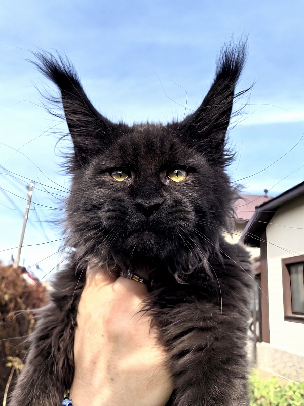 Stas Akbars - Kitten maine-coon 3 months 3.5 weeks