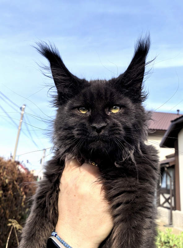 Stas Akbars - Kitten maine-coon 3 months 3.5 weeks