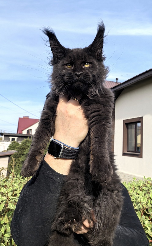Stas Akbars - Kitten maine-coon 3 months 3.5 weeks