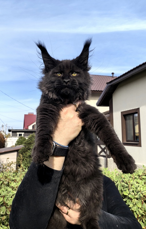 Stas Akbars - Kitten maine-coon 3 months 3.5 weeks