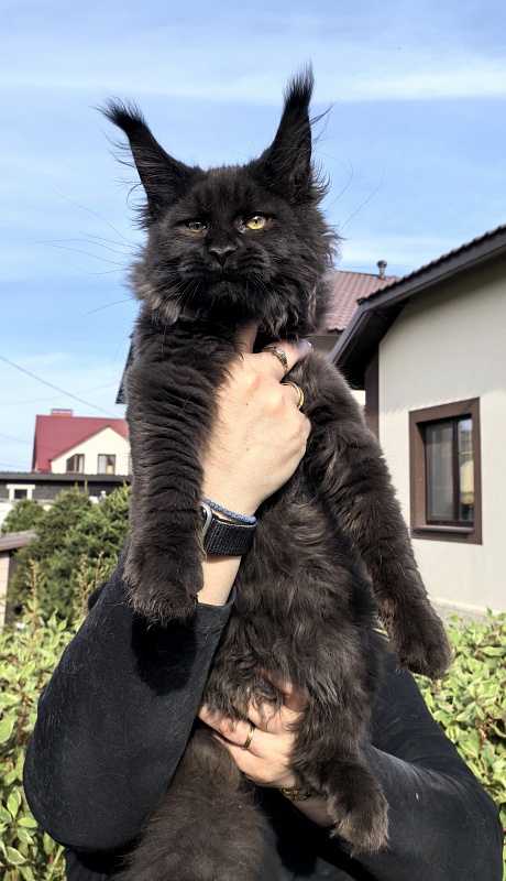 Stas Akbars - Kitten maine-coon 3 months 3.5 weeks