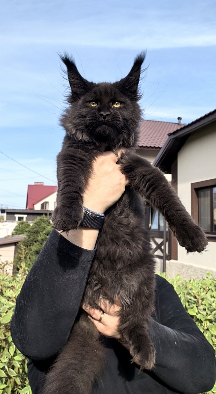 Stas Akbars - Kitten maine-coon 3 months 3.5 weeks