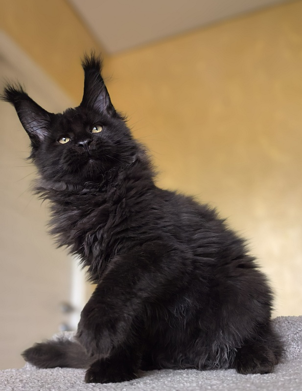 Stas Akbars - Kitten maine-coon 3 months 3 weeks