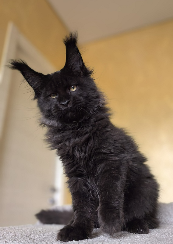 Stas Akbars - Kitten maine-coon 3 months 3 weeks