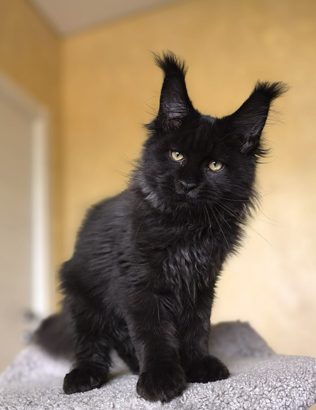 Stas Akbars - Kitten maine-coon 3 months 3 weeks