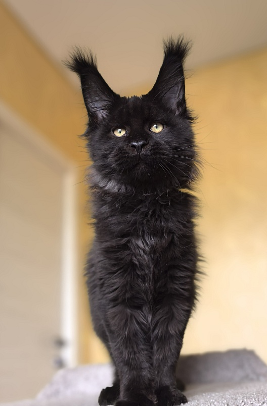 Stas Akbars - Kitten maine-coon 3 months 3 weeks