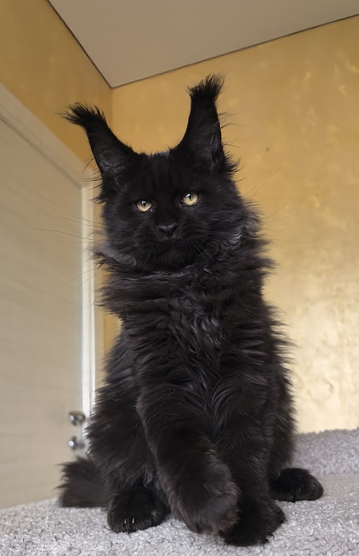 Stas Akbars - Kitten maine-coon 3 months 3 weeks