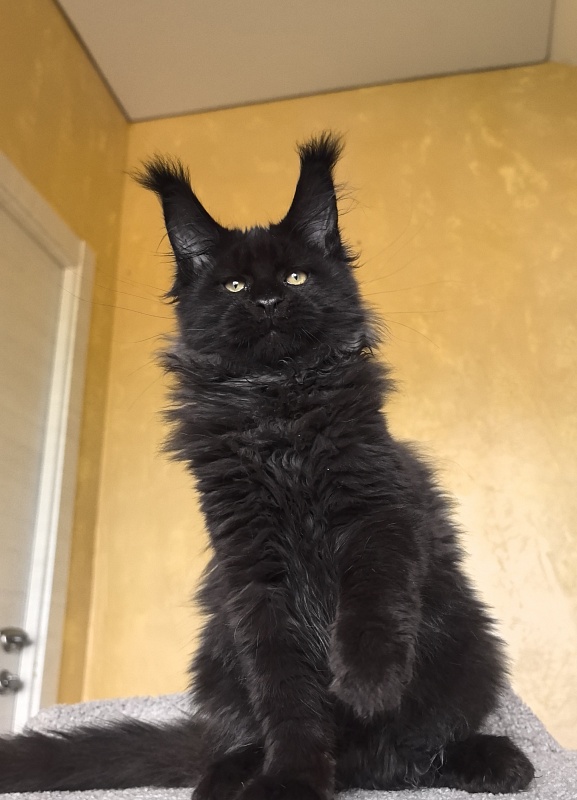 Stas Akbars - Kitten maine-coon 3 months 3 weeks