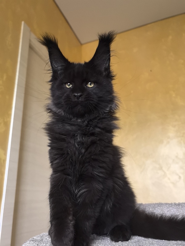 Stas Akbars - Kitten maine-coon 3 months 3 weeks