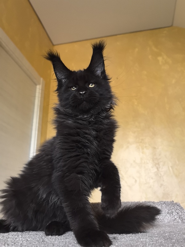 Stas Akbars - Kitten maine-coon 3 months 3 weeks