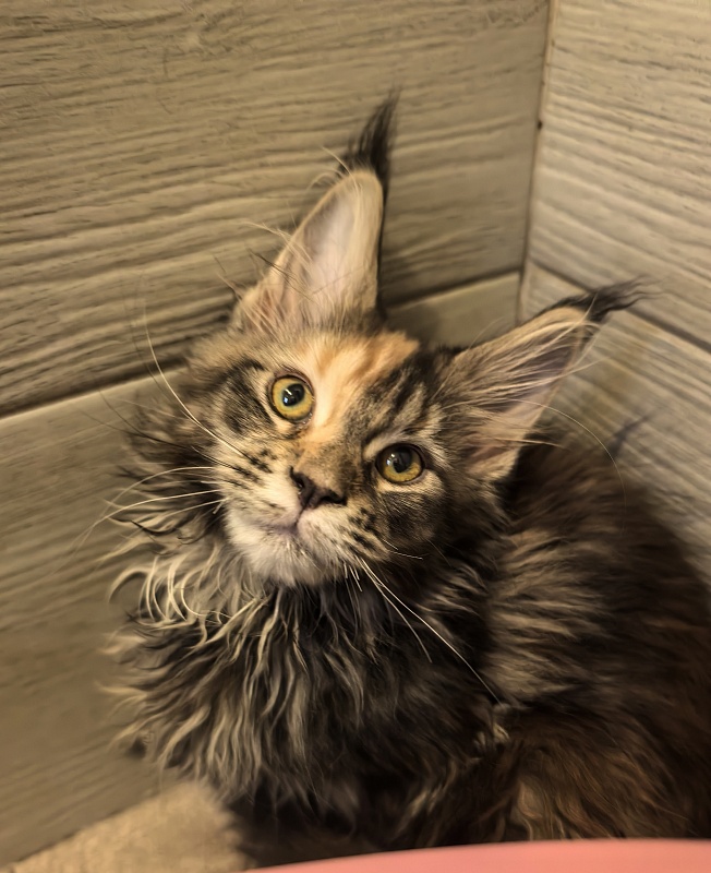 Stella  Akbars (polydactyl) - Kitten maine-coon 2 months 3 weeks
