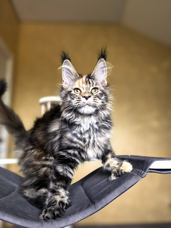 Stella  Akbars (polydactyl) - Kitten maine-coon 3 months 1 week
