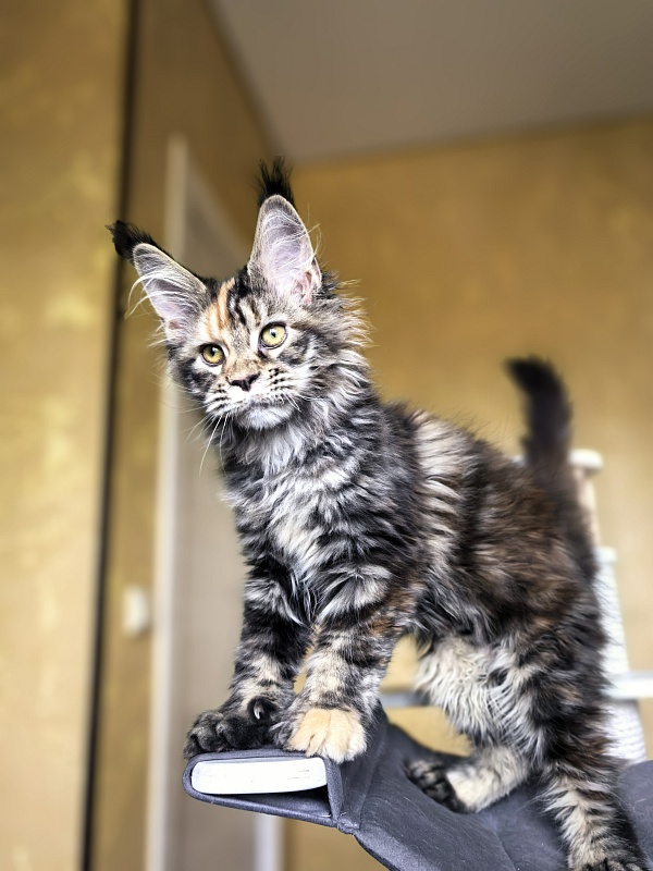 Stella  Akbars (polydactyl) - Kitten maine-coon 3 months 1 week