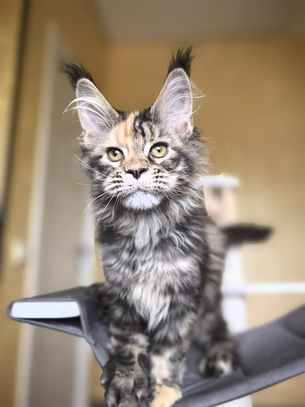 Stella  Akbars (polydactyl) - Kitten maine-coon 3 months 1 week