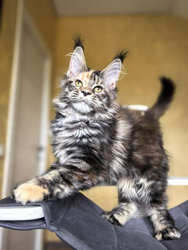 Stella  Akbars (polydactyl) - Kitten maine-coon 3 months 1 week