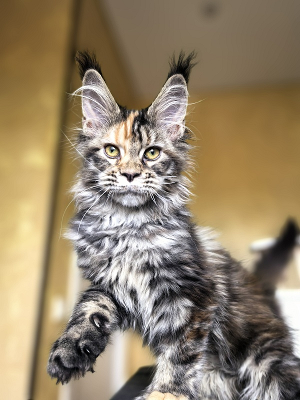 Stella  Akbars (polydactyl) - Kitten maine-coon 3 months 1 week