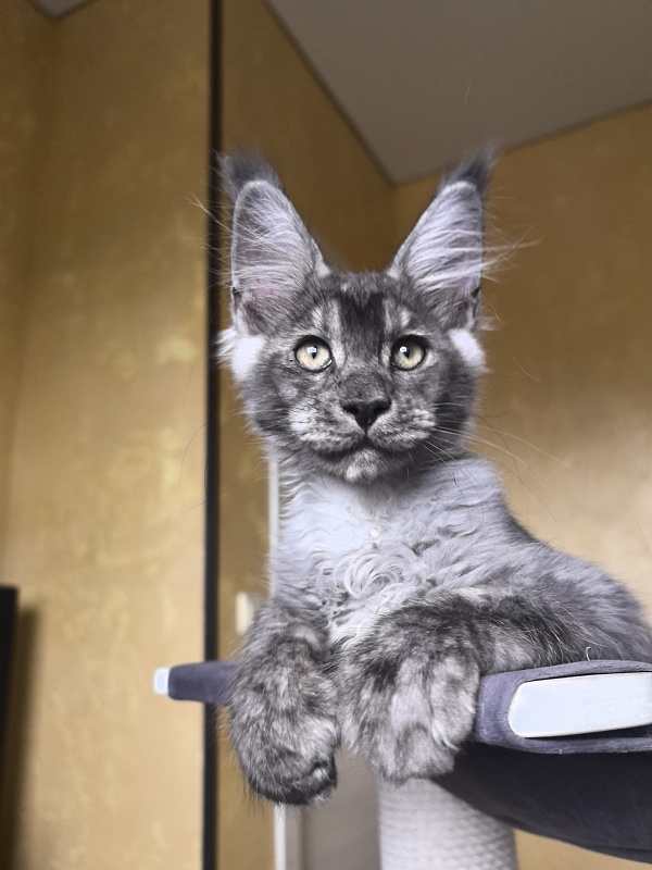 Quinn Akbars (polydactyl 66/66) - Kitten maine-coon 3 months 2.5 weeks