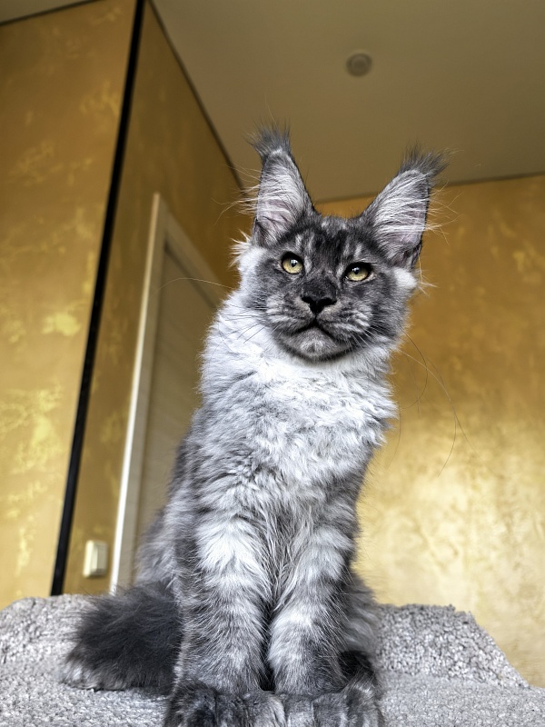 Quinn Akbars (polydactyl 66/66) - Kitten maine-coon 4 months 1 week