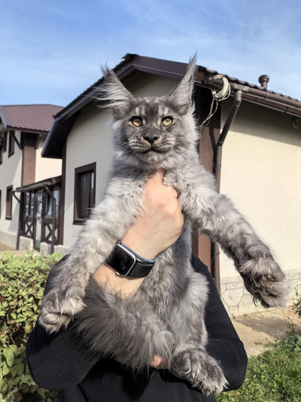 Quinn Akbars (polydactyl 66/66) - Kitten maine-coon 4 months 1 week