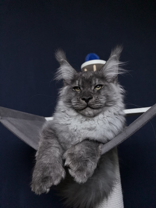 Quinn Akbars (polydactyl 66/66) - Kitten maine-coon 4 months 3.5 weeks