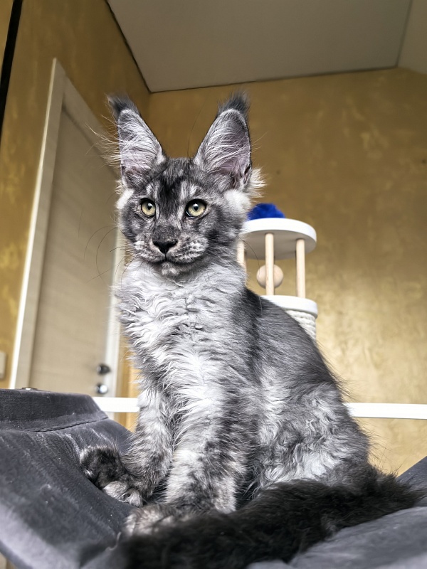 Quinn Akbars (polydactyl 66/66) - Kitten maine-coon 3 months 2.5 weeks