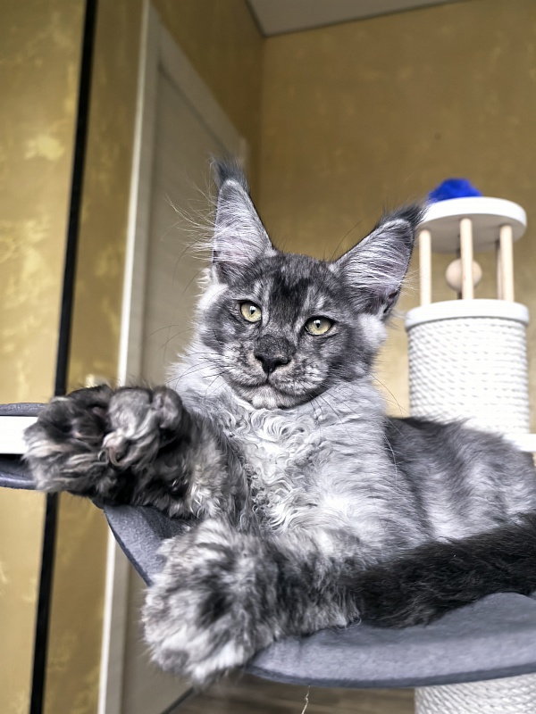 Quinn Akbars (polydactyl 66/66) - Kitten maine-coon 3 months 2.5 weeks