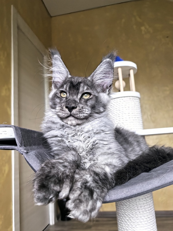 Quinn Akbars (polydactyl 66/66) - Kitten maine-coon 3 months 2.5 weeks