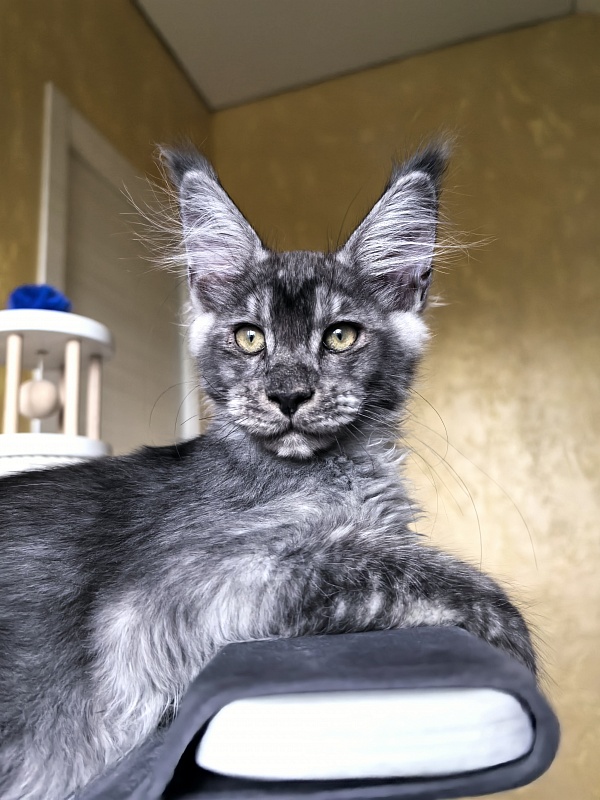 Quinn Akbars (polydactyl 66/66) - Kitten maine-coon 3 months 2.5 weeks