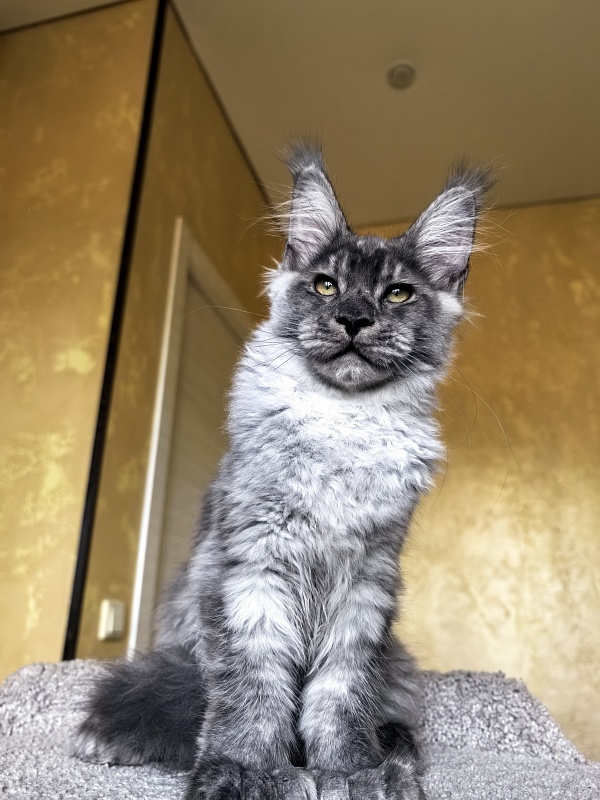 Quinn Akbars (polydactyl 66/66) - Kitten maine-coon 4 months 1 week