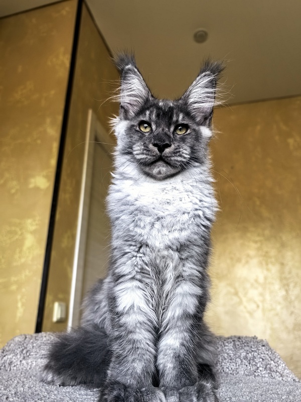 Quinn Akbars (polydactyl 66/66) - Kitten maine-coon 4 months 1 week