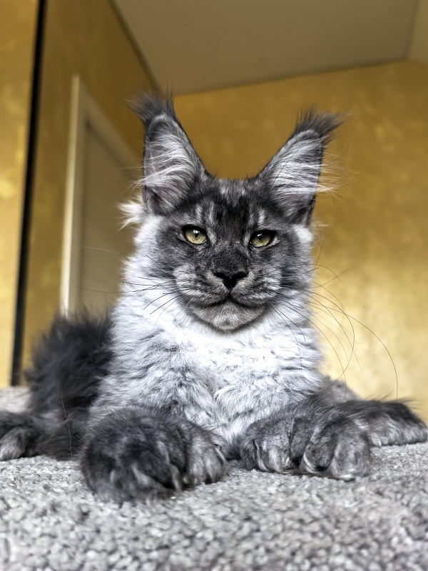 Quinn Akbars (polydactyl 66/66) - Kitten maine-coon 4 months 1 week