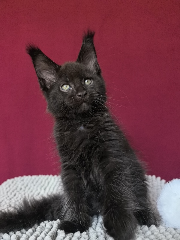 Quinton Akbars  (PET) - Kitten maine-coon 1 month 1 week