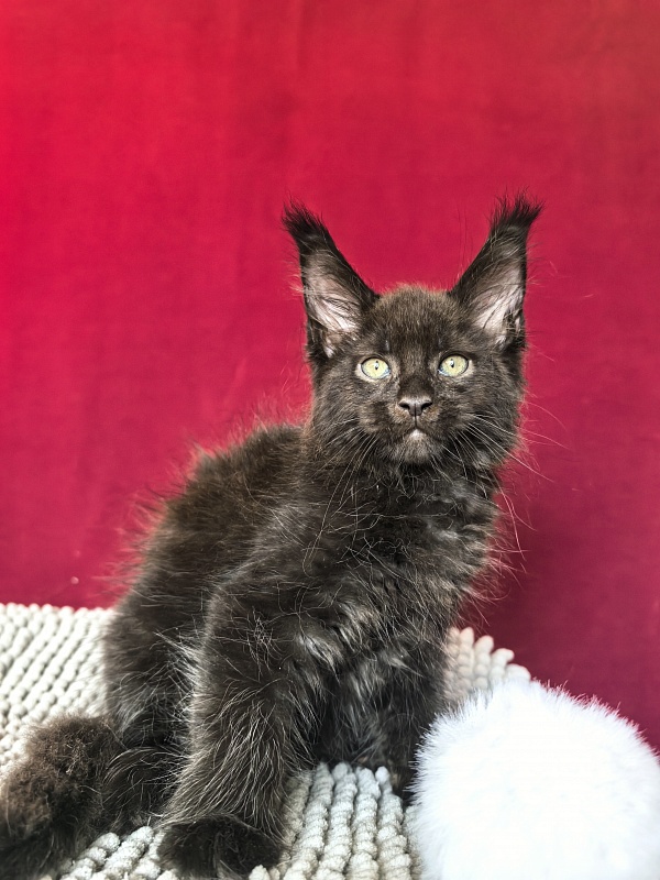 Quinton Akbars  (PET) - Kitten maine-coon 1 month 1 week