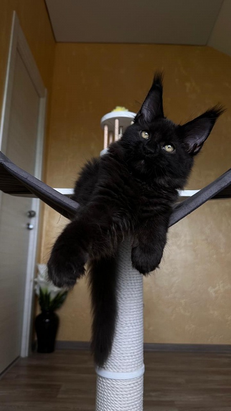 Quinton Akbars  (PET) - Kitten maine-coon 3 months 2.5 weeks